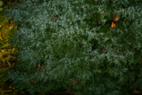 Juniperus sabina 'Rockery Gem' RCP2-2014 061.JPG